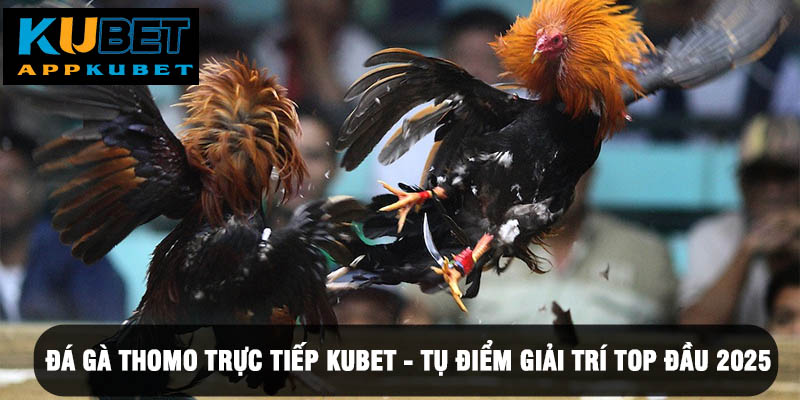 Cách xem đá gà Thomo trực tiếp tại Kubet