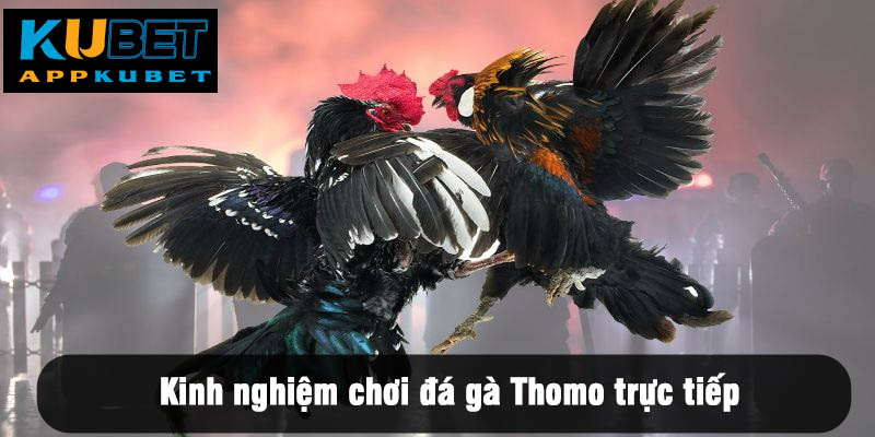 Kinh nghiệm chơi đá gà Thomo trực tiếp