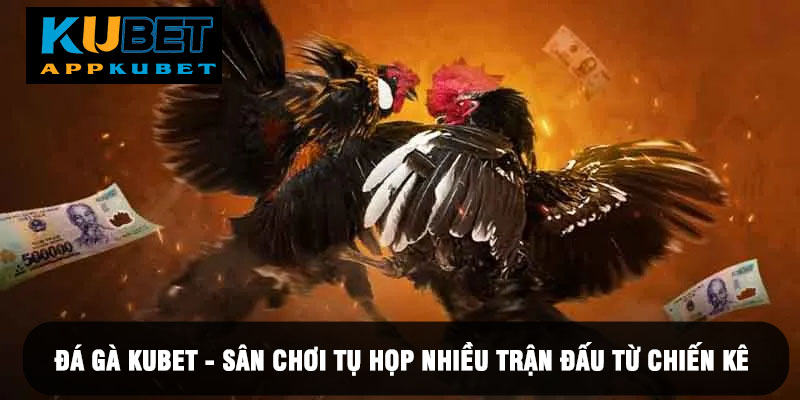 Đá Gà Kubet - Sân Chơi Tụ Họp Nhiều Trận Đấu Đến Từ Chiến Kê