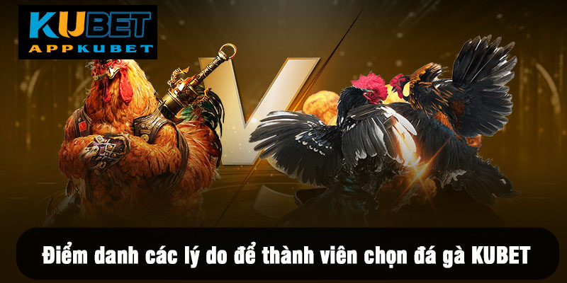 Điểm danh các lý do để thành viên chọn đá gà KUBET
