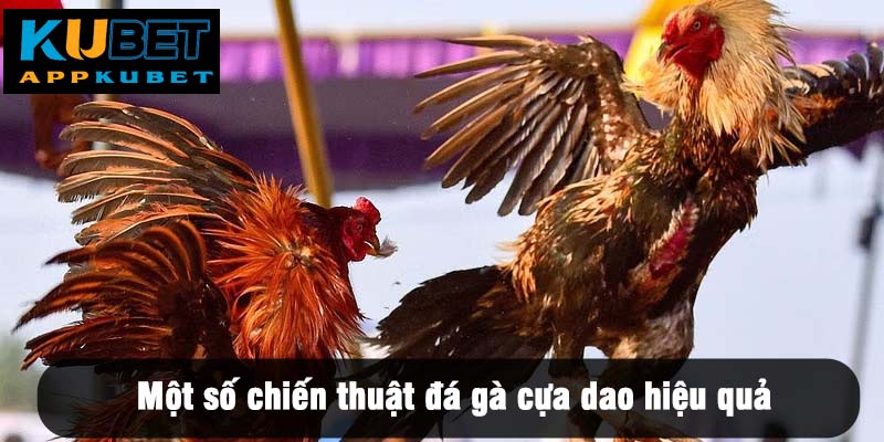 Một số chiến thuật đá gà cựa dao hiệu quả