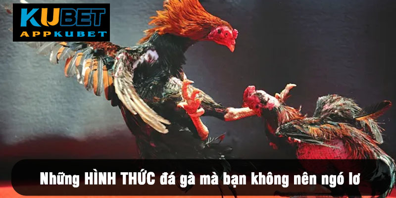 Tổng quan về sảnh cược đá gà KUBET mà bạn nên biết