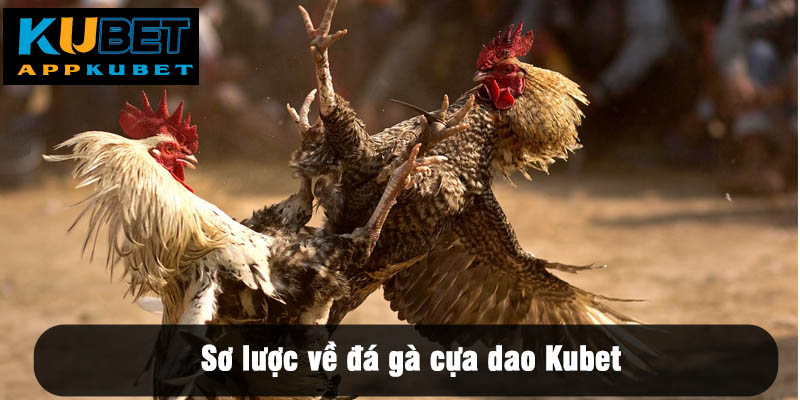 Sơ lược về đá gà cựa dao Kubet