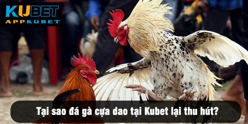 Tại sao đá gà cựa dao tại Kubet lại thu hút?